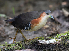 Laterallus melanophaius