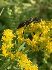Astata