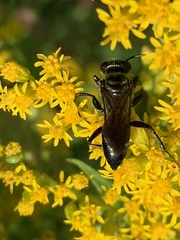 Astata