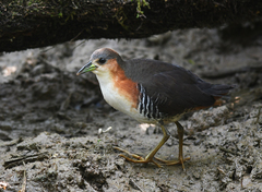 Laterallus melanophaius