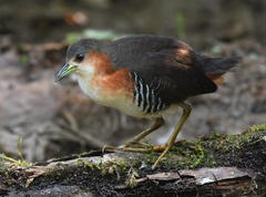 Laterallus melanophaius