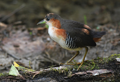 Laterallus melanophaius