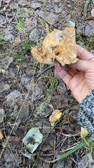 Pseudoinonotus dryadeus