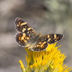 Phyciodes pulchella