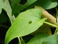 Stictocephala bisonia