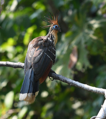 Opisthocomus hoazin