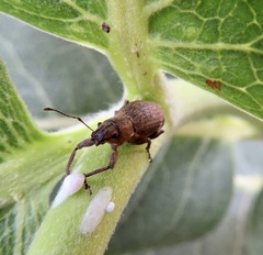 Pantomorus cervinus