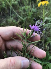 Liatris hirsuta