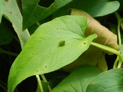 Stictocephala bisonia