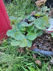 Fragaria × ananassa