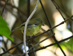 Hemitriccus iohannis