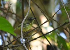 Hemitriccus iohannis