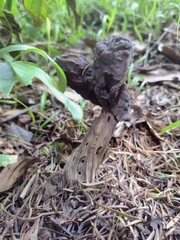 Helvella vespertina