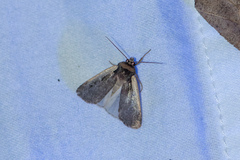 Ochropleura