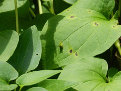 Stictocephala bisonia