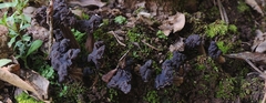 Helvella vespertina