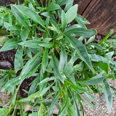 Coreopsis lanceolata