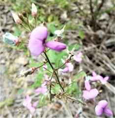 Desmodium paniculatum