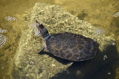 Apalone ferox