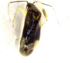 Plagiognathus obscurus