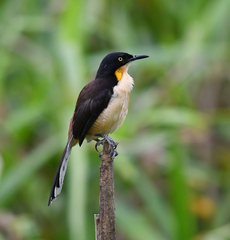Donacobius atricapilla