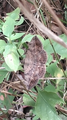 Anticarsia gemmatalis