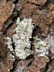 Flavopunctelia flaventior