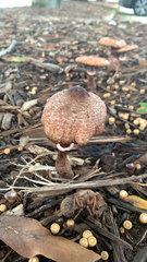 Leucoagaricus americanus