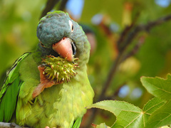 Thectocercus acuticaudatus