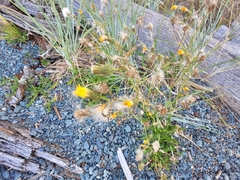 Scorzoneroides autumnalis