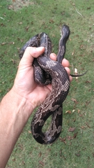 Pantherophis spiloides