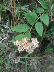 Spiraea formosana