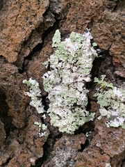 Flavopunctelia flaventior