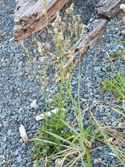 Scorzoneroides autumnalis