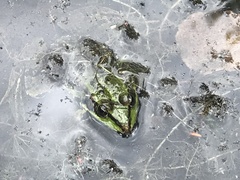 Pelophylax