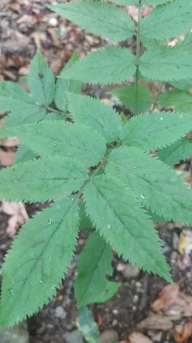 Image of Sambucus lanceolata by (c) Vítor Jorge, some rights reserved (CC BY)