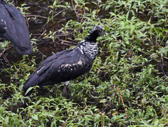 Anhima cornuta