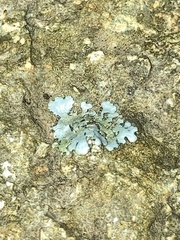 Myelochroa aurulenta