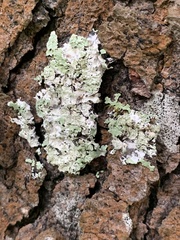 Flavopunctelia flaventior