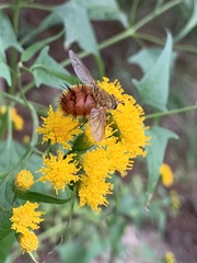 Adejeania