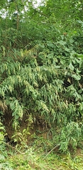 Chasmanthium latifolium