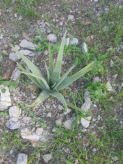 Aloe vera