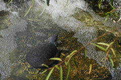 Apalone ferox