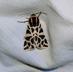 Cymbalophora pudica