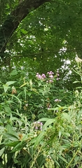 Phlox pilosa