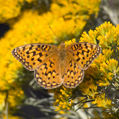 Speyeria coronis snyderi