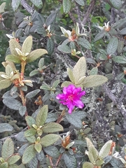 Rhododendron rubropilosum taiwanalpinum