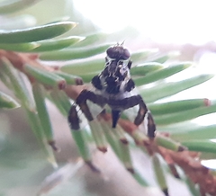 Procecidochares atra