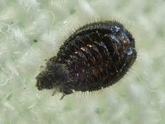 Stethorus pusillus