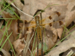Libellula semifasciata